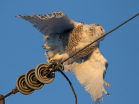 0J6A5829Snowy_Owl