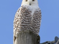 0J6A5868Snowy_Owl_St_Barthélemy_QC_CA