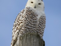 0J6A5887Snowy_Owl_St_Barthélemy_QC_CA