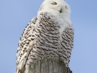 0J6A5890Snowy_Owl_St_Barthélemy_QC_CA