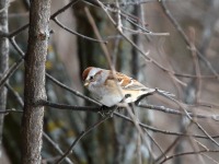 0J6A5919American_Tree_Sparrow