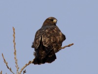 0J6A5933Rough-legged_Hawk