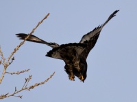 0J6A5957Rough-legged_Hawk