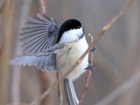 819A3138Black-capped_Chickadee_QC_CA