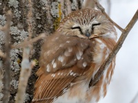 819A3145Northern_Saw-whet_Owl
