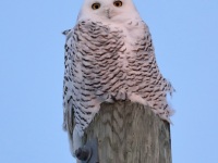 819A3159Snowy_Owl_Yamachiche_QC_CA