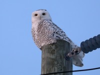 819A3162Snowy_Owl_Yamachiche_QC_CA