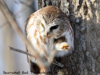 819A3229Northern_Saw-whet_Owl