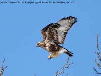 819A3284Rough-legged_Hawk