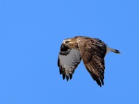 819A3288Rough-legged_Hawk