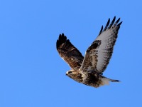 819A3290Rough-legged_Hawk