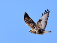 819A3294Rough-legged_Hawk