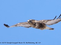 819A3302Rough-legged_Hawk