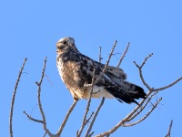 819A3328Rough-legged_Hawk_St_Barthélemy_QC_CA