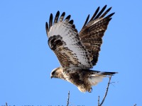 819A3336Rough-legged_Hawk