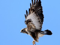 819A3338Rough-legged_Hawk