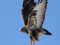 819A3342Rough-legged_Hawk