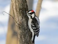 819A3359Downy_Woodpecker