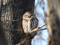 819A3365Saw-Whet_Owl_Yamachiche_QC_CA