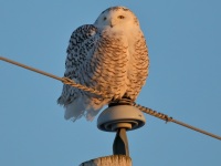 819A3384Snowy_Owl_St_Barthélemy_QC_CA