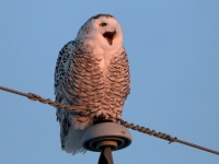 819A3413Snowy_Owl_St_Barthélemy_QC_CA