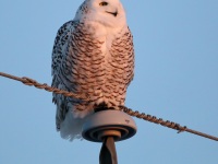 819A3415Snowy_Owl_St_Barthélemy_QC_CA