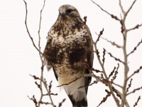 819A3449Rough-Legged_Hawk_St_Barthélemy_QC_CA