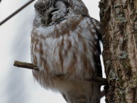 819A3593Boreal_Owl_Yamachiche_QC