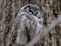 819A3604Boreal_Owl_Yamachiche_QC