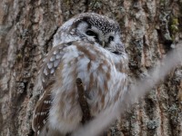 819A3604Boreal_Owl_Yamachiche_QC