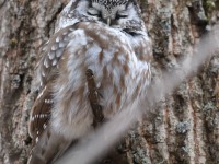 819A3607Boreal_Owl_Yamachiche_QC