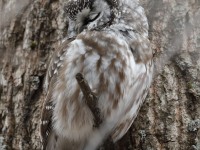 819A3637Boreal_Owl_Yamachiche_QC