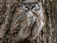 819A3645Boreal_Owl_Yamachiche_QC