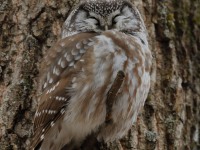 819A3649Boreal_Owl_Yamachiche_QC