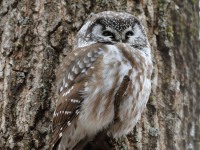 819A3660Boreal_Owl_Yamachiche_QC