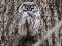 819A3683Boreal_Owl_Yamachiche_QC