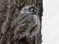 819A3685Boreal_Owl_Yamachiche_QC