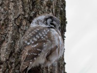 819A3689Boreal_Owl_Yamachiche_QC