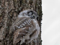 819A3691Boreal_Owl_Yamachiche_QC