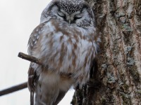 819A3714Boreal_Owl_Yamachiche_QC