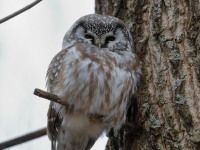 819A3718Boreal_Owl_Yamachiche_QC