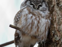 819A3733Boreal_Owl_Yamachiche_QC