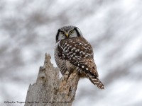 819A3788Hawk_Owl_Nicolet_QC