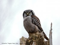 819A3816Hawk_Owl_Nicolet_QC