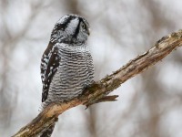 819A3850Hawk_Owl_Nicolet_QC