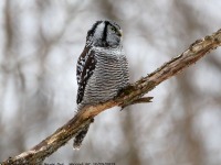 819A3854Hawk_Owl_Nicolet_QC