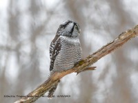 819A3859Hawk_Owl_Nicolet_QC