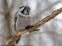 819A3867Hawk_Owl_Nicolet_QC