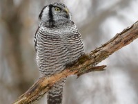 819A3878Hawk_Owl_Nicolet_QC