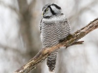 819A3883Hawk_Owl_Nicolet_QC